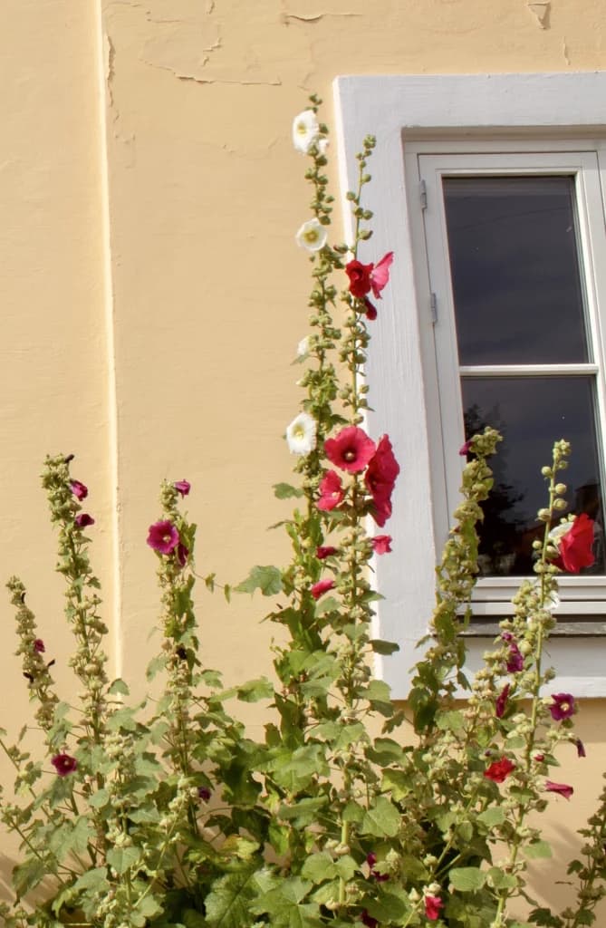 Blomster - depression og angst terapi