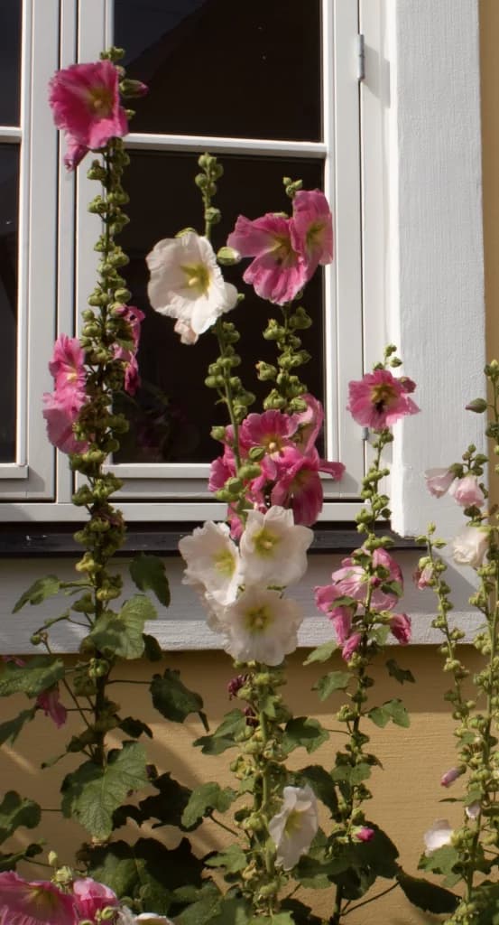 Pinke blomster - familierådgivning