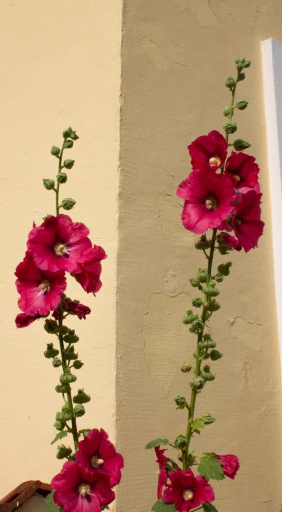 Mørk pink blomst - parterapi